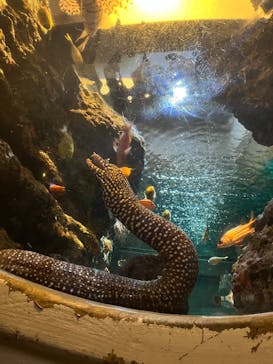 名古屋港水族館に投稿された画像（2025/6/18）