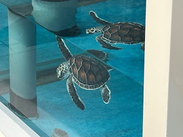 名古屋港水族館に投稿された画像（2025/6/18）