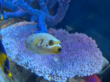 サンシャイン水族館に投稿された画像（2025/6/18）