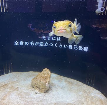 横浜開運水族館 フォーチュンアクアリウムに投稿された画像（2025/6/18）
