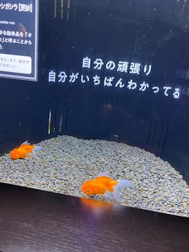 横浜開運水族館 フォーチュンアクアリウムに投稿された画像（2025/6/18）
