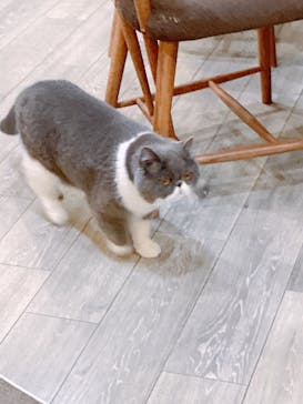 猫カフェモカ　立川店に投稿された画像（2025/6/18）