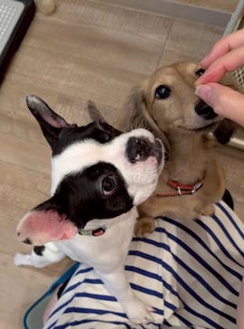 いぬカフェRio イオンモール福岡店に投稿された画像（2025/6/18）