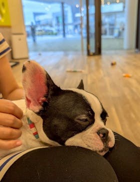 いぬカフェRio イオンモール福岡店に投稿された画像（2025/6/18）