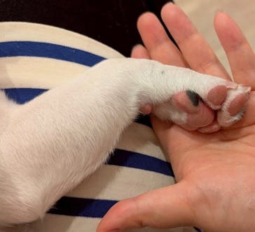 いぬカフェRio イオンモール福岡店に投稿された画像（2025/6/18）