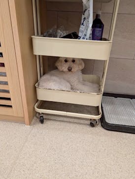 いぬカフェRio イオンモール福岡店に投稿された画像（2025/6/18）