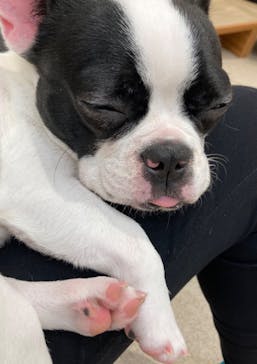 いぬカフェRio イオンモール福岡店に投稿された画像（2025/6/18）