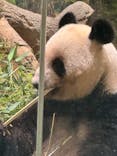 恩賜上野動物園に投稿された画像（2025/6/18）