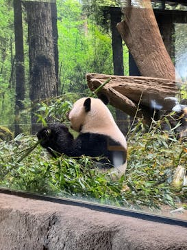 恩賜上野動物園に投稿された画像（2025/6/18）