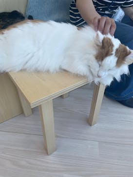 Cat Café MOFF グランベリーパーク店に投稿された画像（2025/6/18）