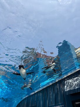 サンシャイン水族館に投稿された画像（2025/6/18）