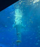 沖縄美ら海水族館に投稿された画像（2025/6/18）