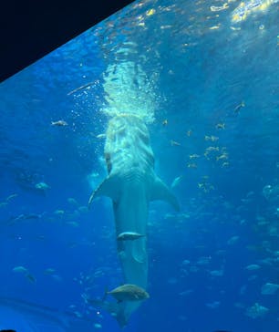 沖縄美ら海水族館に投稿された画像（2025/6/18）