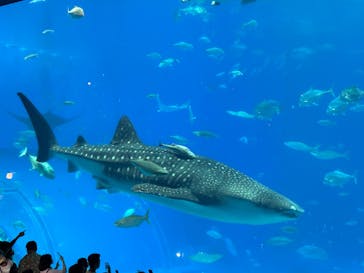 沖縄美ら海水族館に投稿された画像（2025/6/18）