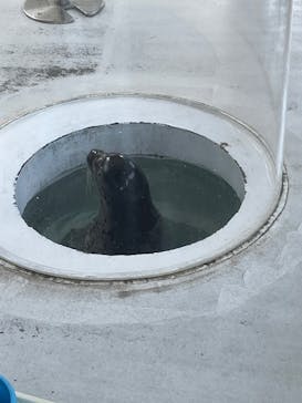 しながわ水族館に投稿された画像（2025/6/18）