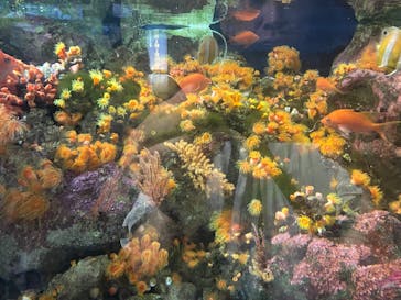 新江ノ島水族館に投稿された画像（2025/6/18）