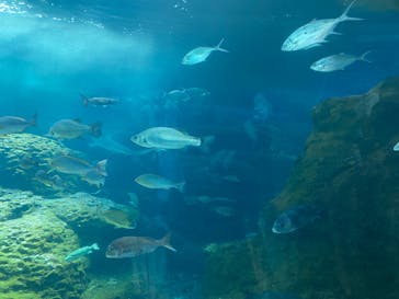 新江ノ島水族館に投稿された画像（2025/6/18）