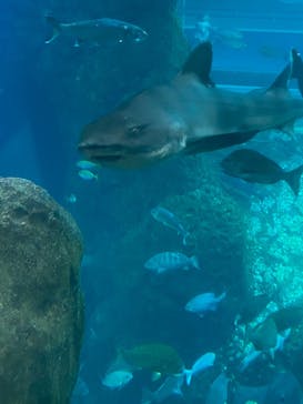 新江ノ島水族館に投稿された画像（2025/6/18）