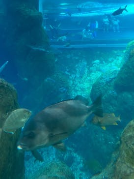 新江ノ島水族館に投稿された画像（2025/6/18）