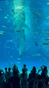 沖縄美ら海水族館に投稿された画像（2025/6/18）