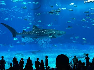 沖縄美ら海水族館に投稿された画像（2025/6/18）