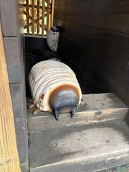 モビリティリゾートもてぎに投稿された画像（2025/6/18）