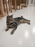 Cat Café MOFF イオンモール広島府中店に投稿された画像（2025/6/19）