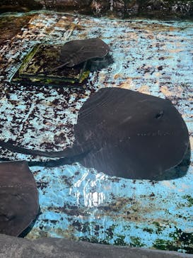 登別マリンパークニクスに投稿された画像（2025/6/19）