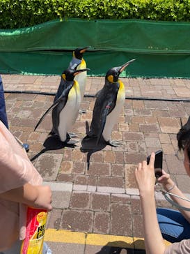 登別マリンパークニクスに投稿された画像（2025/6/19）