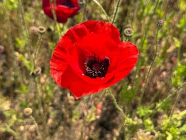 猪苗代ハーブ園に投稿された画像（2025/6/19）