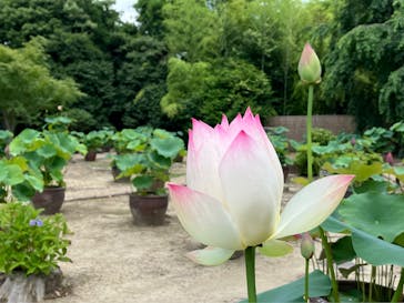 公益社団法人　奈良市観光協会に投稿された画像（2025/6/19）