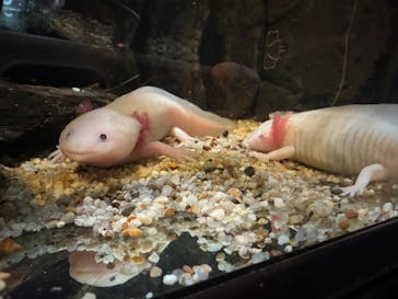 DMMかりゆし水族館に投稿された画像（2025/6/19）