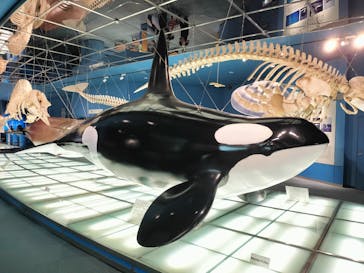 名古屋港水族館に投稿された画像（2025/6/19）