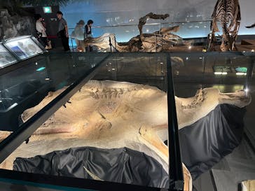 福井県立恐竜博物館に投稿された画像（2025/6/19）