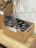 Cat Café MOFF イオンモール広島府中店に投稿された画像（2025/6/19）