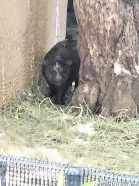 恩賜上野動物園に投稿された画像（2025/6/19）