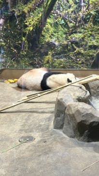 恩賜上野動物園に投稿された画像（2025/6/19）