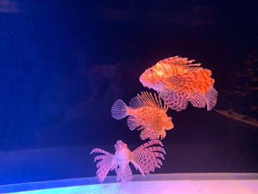 大分マリーンパレス水族館 「うみたまご」に投稿された画像（2025/6/19）