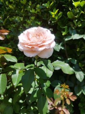 西武園ゆうえんちに投稿された画像（2025/6/19）