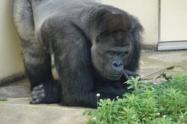 名古屋市東山動植物園に投稿された画像（2025/6/19）