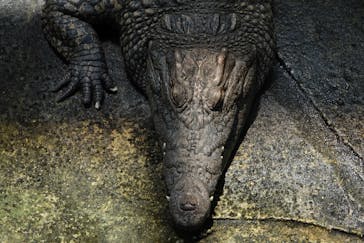 名古屋市東山動植物園に投稿された画像（2025/6/19）