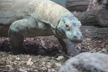 名古屋市東山動植物園に投稿された画像（2025/6/19）