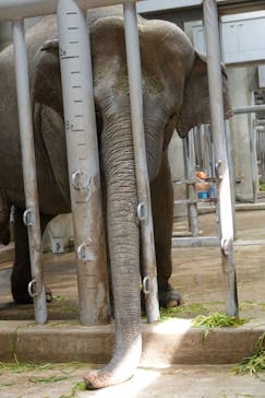 名古屋市東山動植物園に投稿された画像（2025/6/19）