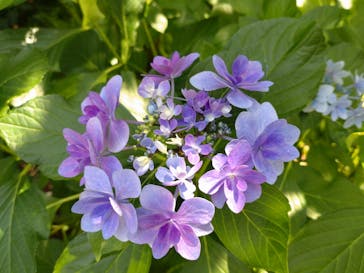 横浜イングリッシュガーデンに投稿された画像（2025/6/19）