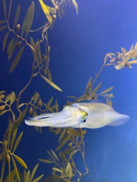 新江ノ島水族館に投稿された画像（2025/6/19）