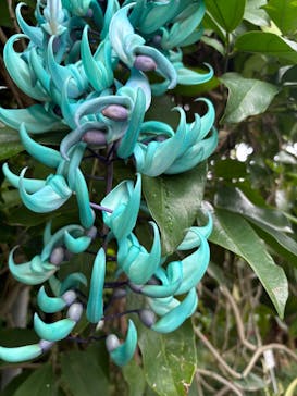 熱川バナナワニ園に投稿された画像（2025/6/19）