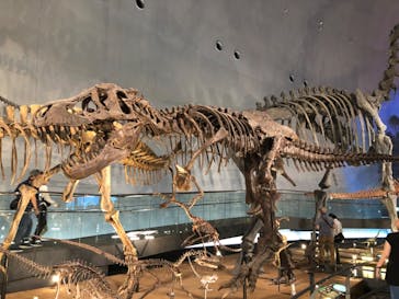 福井県立恐竜博物館に投稿された画像（2025/6/19）