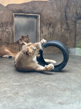 日立市かみね動物園に投稿された画像（2025/6/19）