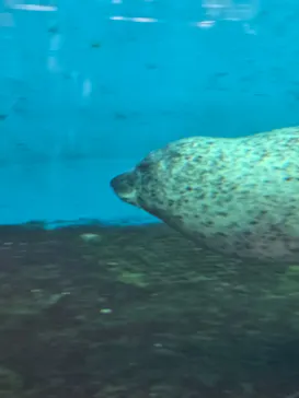 仙台うみの杜水族館に投稿された画像（2025/6/19）