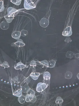 仙台うみの杜水族館に投稿された画像（2025/6/19）